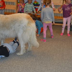 PEJSEK - CANISTERAPIE