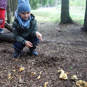 KOČIČKY_výlet ,,Poznáváme podzimní les,,