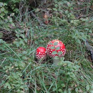 KOČIČKY_výlet ,,Poznáváme podzimní les,,