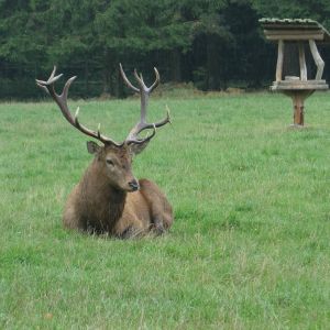 KOČIČKY_výlet ,,Poznáváme podzimní les,,