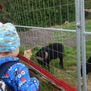 KOČIČKY_výlet ,,Poznáváme podzimní les,,