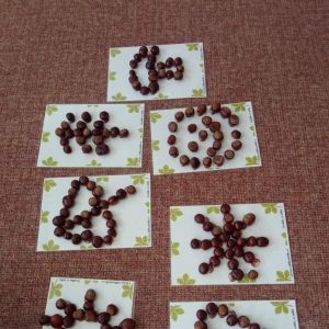 KUŘÁTKA_říjen 2025