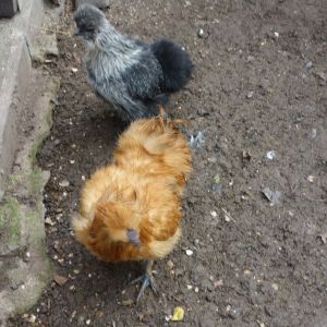 Výlet do ČECHOVY STODOLY