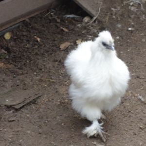 Výlet do ČECHOVY STODOLY