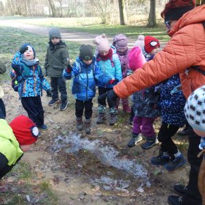 KOČIČKY v podzimním lese