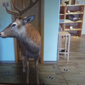 Kočičky_Výlet do Obecnice 2026