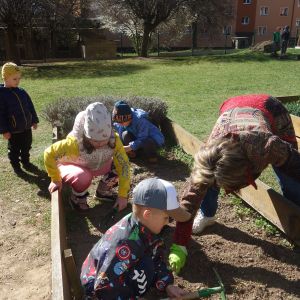 Pejsek_jarní sázení 2026
