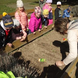 Pejsek_jarní sázení 2026