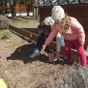 Pejsek_jarní sázení 2026