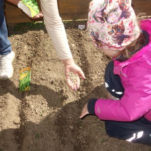 Pejsek_jarní sázení 2026