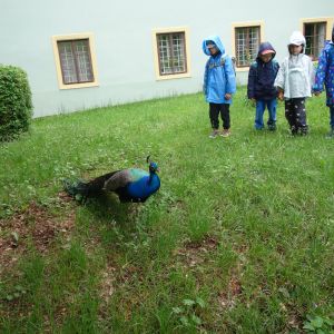 Škola v přírodě_Kožli 2026